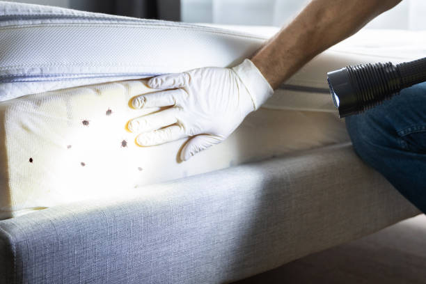 Best Termite Control Services  in Forest Park, OH