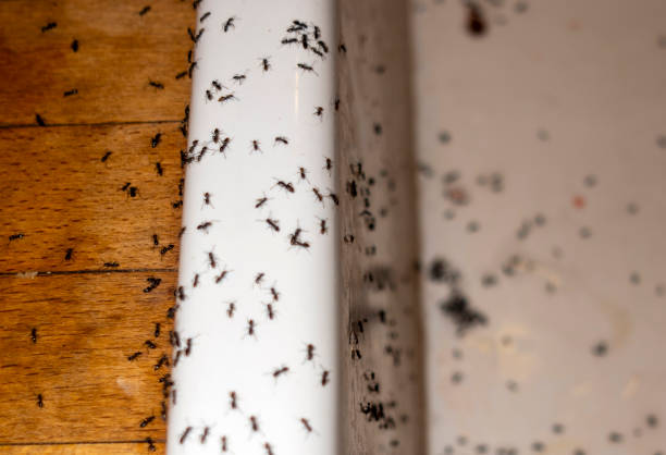 Best Wildlife Control Services  in Forest Park, OH