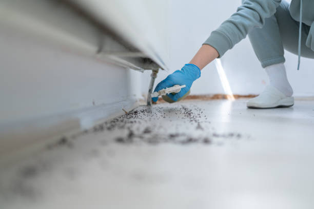 Best Flea Control Services  in Forest Park, OH